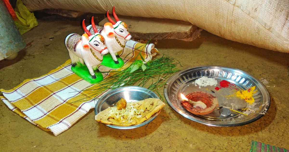 Polā Festival - Sowing the Spirit of Bulls and Harvest